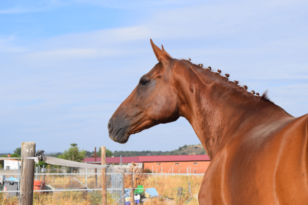 Pupilaje de caballos